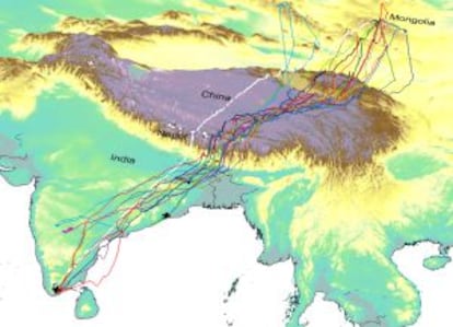 Rutas migratorias de los ánsares.