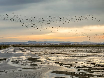 Al atardecer los bandos de méritos y gaviotas alzan el vuelo y abandonan los arrozales para acudir a sus respectivos dormideros en la Albufera de Valencia.