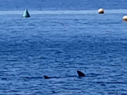 Tiburón a la vista en una playa de Granada