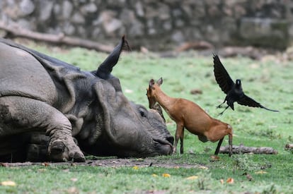 Un cervatillo junto a un rinoceronte en el Zoológico Estatal de Assam, en Guwahati (India).