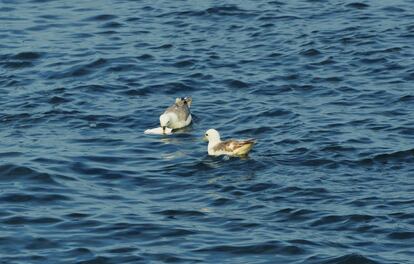 Un fulmar septentrional masticando un fragmento de plástico blanco en el mar.