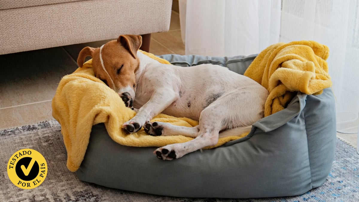 Para dormir en casa o viajar: ponemos a prueba las mejores camas para mascotas