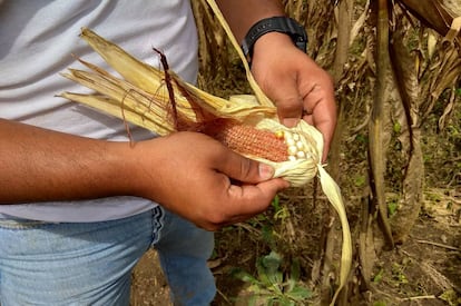 Víctor Sosa, coordinador de proyectos de ayuda humanitaria de Asedechi, la Asociación de Servicios y Desarrollo Socioeconómico de Chiquimula, abre una vaina de maíz para mostrar que ha perdido prácticamente todo el grano. Su organización ayuda a las familias afectadas con fondos de ONG como Oxfam, también de la Unión Europea o incluso los Ayuntamientos de Valencia y Barcelona, para hacer frente al hambre estacional. Para ello, proveen a los beneficiarios de harina fortificada y transferencias para adquirir alimentos durante tres meses.