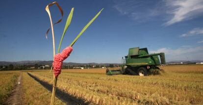 Vistosa puesta de caracol manzana en los arrozales del delta del Ebro.