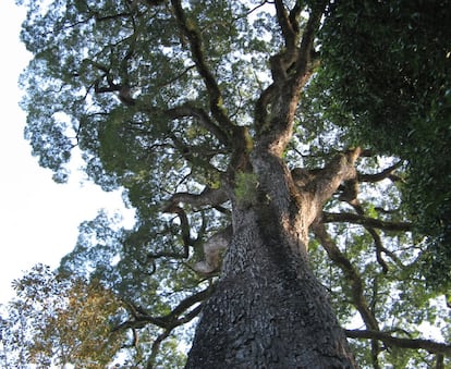 El Patriarca da Floresta, guardián sagrado de los bosques de Santa Rita do Passa Quatro, un municipio de Sao Paolo (Brasil), está considerado el árbol más antiguo del país latinoamericano. Con más de 2.000 años de vida, este ejemplar y los de su especie ('Cariniana legalis') están en peligro. La IUCN Red List, la organización que determina las amenazas de flora y fauna, califica la variedad de vulnerable. La disminución de su hábitat natural es la causa de que esta familia de majestuosos seres esté menguando: Brasil pierde unos 2,5 millones de hectáreas boscosas al año, y desde 1990 la superficie verde total ha descendido un 10%.