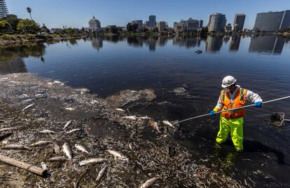 Trabajadores de una subcontrata del Ayuntamiento de Oakland limpian el 31 de agosto toneladas de peces muertos en el Lago Merrit.