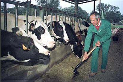 José Luis Carrillo alimenta a su ganado en la finca <i>Canto del Gallo</i> (Pedroche), donde se ha detectado el primer caso de <i>vaca loca</i> en Andalucía.