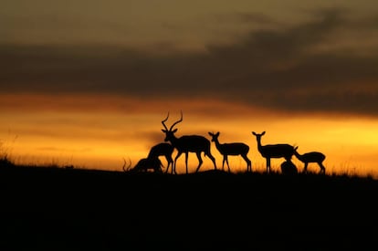 Un tercio de las especies de ant&iacute;lopes africanos esta amenazado de extinci&oacute;n. A final de siglo ser&aacute;n la mitad.