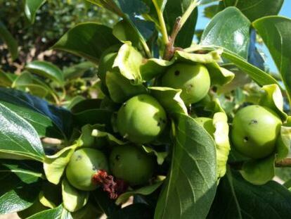 Imagen de algunos de los da&ntilde;os en los frutales. 