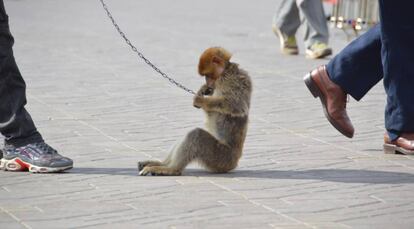 Un macaco encadenado en la plaza Yamaa El Fna de Marrakech