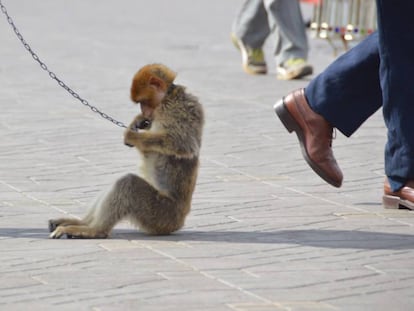 Un macaco encadenado en la plaza Yamaa El Fna de Marrakech