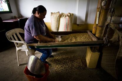 Una trabajadora descarta manualmente los granos de café defectuosos.