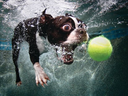 300 perros pasados por agua