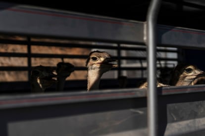 Un grupo de emús dentro de un camión antes de comenzar su viaje a la ciudad de Mazatlán, en el Estado de Sinaloa.