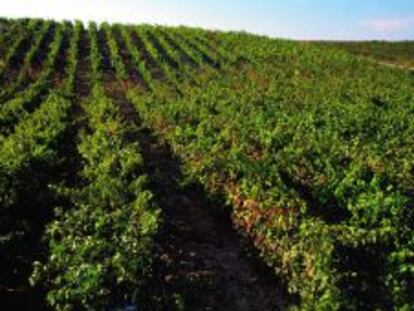 Un campo de viñas.