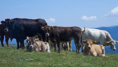 Vacas de carne con terneros de la campiña de La Rioja