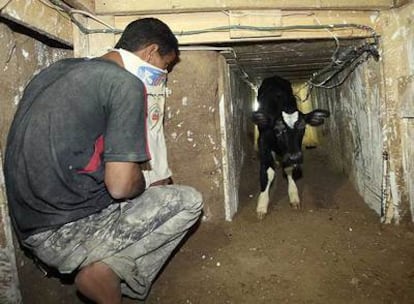 Un palestino pasa un ternero de contrabando por un túnel en Rafah, bajo la frontera entre la franja de Gaza y Egipto.