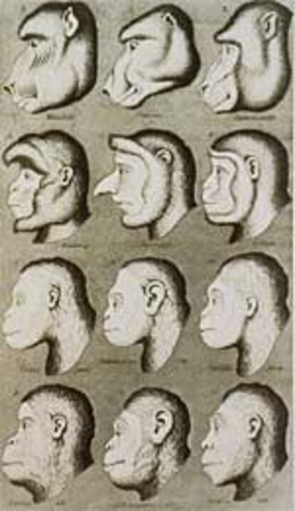 &#39;Evolución facial de los primates&#39;, grabado anónimo fechado en 1870.