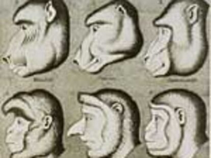 'Evolución facial de los primates', grabado anónimo fechado en 1870.