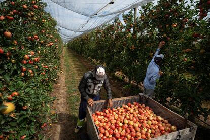 Dos trabajadores recolectan manzanas de la Indicación Geográfica Protegida (IPG) Poma de Girona en La Tallada d'Empordà el pasado mes de agosto.