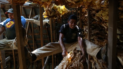 Migrantes trabajan en el curado de hojas de tabaco en una productora en Pleasureville (Kentucky).