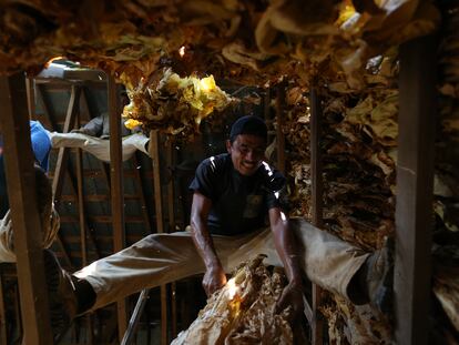 Migrantes trabajan en el curado de hojas de tabaco en una productora en Pleasureville (Kentucky).