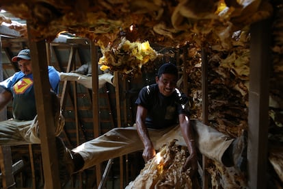 Migrantes trabajan en el curado de hojas de tabaco en una productora en Pleasureville (Kentucky).