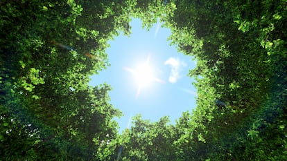 La compañía HP lanzó en 2019 la iniciativa Colaboración de Bosques Sostenibles (Sustainable Forests Collaborative), a favor de un futuro forestal positivo para el negocio de la impresión.