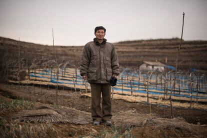 Kim Young-Guk cultiva ginseng en un campo a las afueras de Kaesong, cerca de la Zona Desmilitarizada (DMZ) que separa Corea del Norte y Corea del Sur.