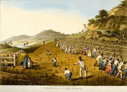 Ilustración que representa una plantación de caña.