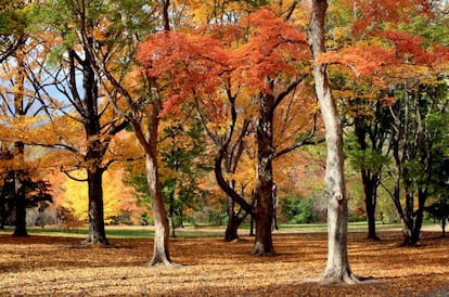 Arces en el Arnold Arboretum, de la Universidad de Harvard.