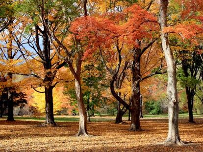 Arces en el Arnold Arboretum, de la Universidad de Harvard.