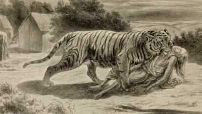 Ilustración de 912 de un tigre arrastrando a una víctima.