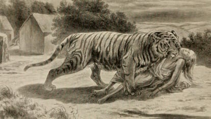 Ilustración de 1912 de un tigre arrastrando a una víctima.