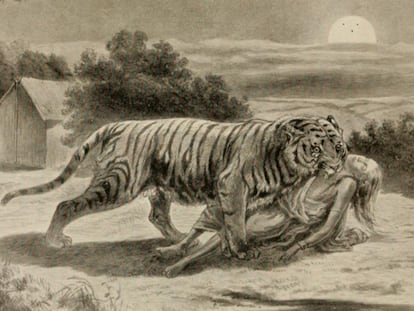 Ilustración de 912 de un tigre arrastrando a una víctima.