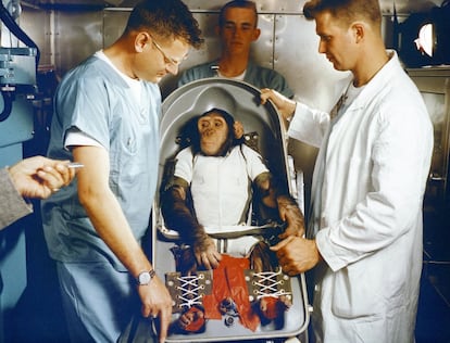 'Ham', un chimpancé de tres años edad, es preparado para el vuelo de prueba suborbital MR-2. El lanzamiento del Mercury-Redstone desde Cabo Cañaveral, llevado a cabo el 31 de enero de 1961, concluyó con éxito. La NASA usó chimpancés y otros primates para probar la Mercury Capsule antes de lanzar al primer astronauta estadounidense Alan Shepard, en mayo de 1961.