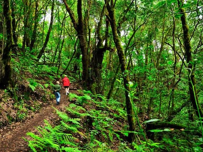 Dos senderistas en el parque nacional de Garajonay, en la isla canaria de La Gomera.