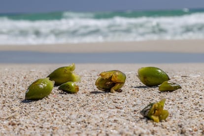 Semillas de posidonia en la orilla de la playa. Imágenes cedidas por la Asociación Vellmarí.