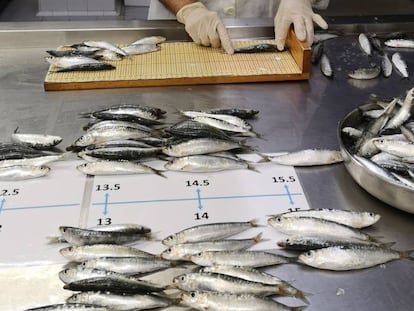 Sardines are measured as part of the study led by Marta Coll.