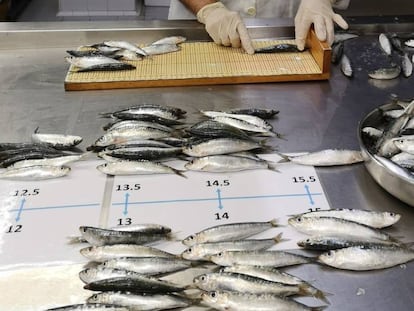 Algunes sardines analitzades en la investigació de Marta Coll passen pel mesurament.
 