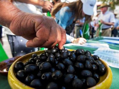 Productores de aceituna en una concentración en Sevilla