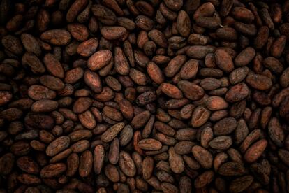 Granos de cacao. 