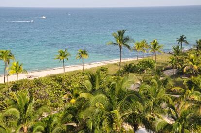 Las palmeras en Bal Harbour Beach.