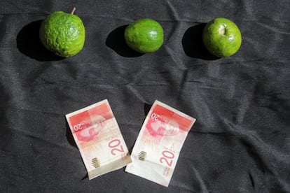 These three guavas cost about $11. “In Gaza there are no seeds, fertilizers or any kind of raw materials to restart the crops,” says Zaqut. Added to all this is the problem of water, which is scarce and what little there is cannot be used for irrigation. 
In May, Israel closed Rafah, the border terminal with Egypt through which most humanitarian aid entered Gaza. Now, another crossing, called Kerem Shalom, is being used. From August 1 to 25, 1,713 trucks of humanitarian aid entered Gaza. In April, they exceeded 5,000. “The Israeli offensive has many faces, but they all lead to death. Why don't they let the trucks reach the north?” asks Zaqut.