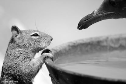 O extremamente jovem fotógrafo espanhol Carlos Pérez Naval é um dos finalistas na categoria “Menores de 10 anos” por essa imagem, em que uma marmota e uma gaivota ocidental disputam uma tigela de água em uma praia em Morro Bay (Califórnia, EUA).