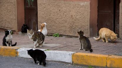 Una camada de gatos callejeros buscan comida en la ciudad de Estambul.