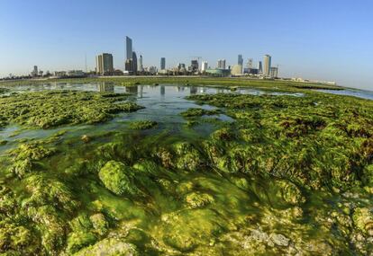 En la imagen, grandes cantidades de algas verdes cubren una playa en la ciudad de Kuwait (Kuwait). La formación de estas algas es un fenómeno que se produce cada año en las orillas de este país.