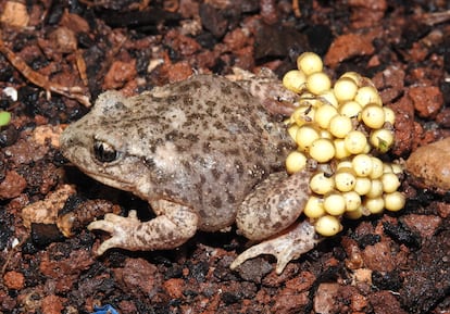 An amphibian in the Botanical Garden of Castilla-La Mancha, certificate in ecological. 