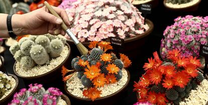 A worker dusts a Rebutia cactus as she prepares for the RHS Chelsea Flower Show in London, Britain May 20, 2018. REUTERS/Simon Dawson