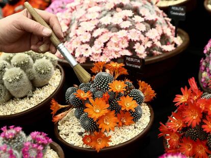 A worker dusts a Rebutia cactus as she prepares for the RHS Chelsea Flower Show in London, Britain May 20, 2018. REUTERS/Simon Dawson